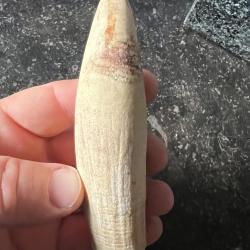 Authentique scrimshaw o cachalot