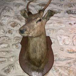 Troph&eacute;e de Chasse Cerf