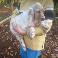Vends chiots setter anglais LOF