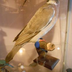 palombe phase claire