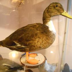 colvert prélevement sauvage