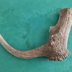 GROS MORCEAU BOIS PROVENANT DE MUE CERF AVEC MEULE ANDOUILLER POUR COUTELLERIE USAGES DIVERS