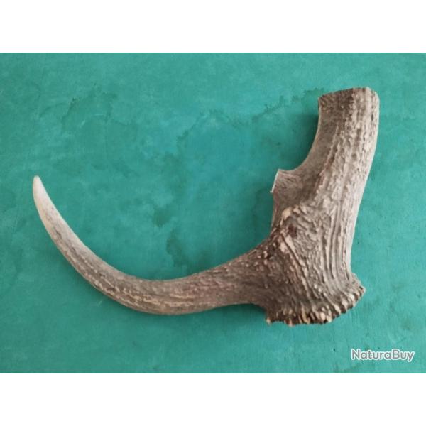 GROS MORCEAU BOIS PROVENANT DE MUE CERF AVEC MEULE ANDOUILLER POUR COUTELLERIE USAGES DIVERS