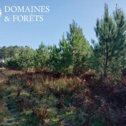 Propriété Forestière dans les Landes 13 hectares DF-627-A