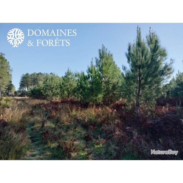 Proprit Forestire dans les Landes 13 hectares DF-627-A