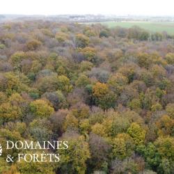 Propriété Forestière et Cynégétique dans le Loiret d'environ 45 hectares DF-1105-S