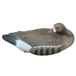 APPELANT OIE DORMEUSE - 