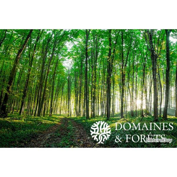 Fort de production et de Chasse dans l'Yonne 37 hectares DF-1067-A