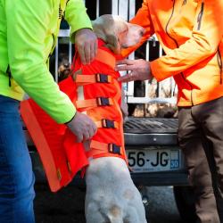 Gilet Protection pour Chien T55