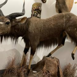 De divers pays d'Afrique,du Canada,et de Maurice beaux animaux naturalisés