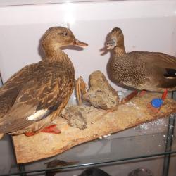 canards chipeau (couple)