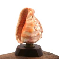 Lampe à poser, coquillage naturel et socle en bois, années 60 / décor nautique, salle de bain