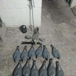 6 Formes pigeon 6 demis coquille 1 pigeon aile tournante à pile et une palette a pigeon