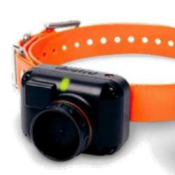 Collier supplémentaire beeper et dressage Dogtra 2600 T&B Orange
