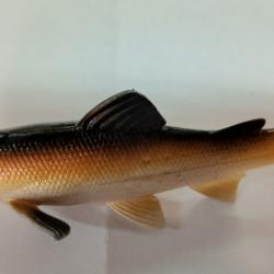 Leurre souple UniCat Trout BT 15cm 50gr